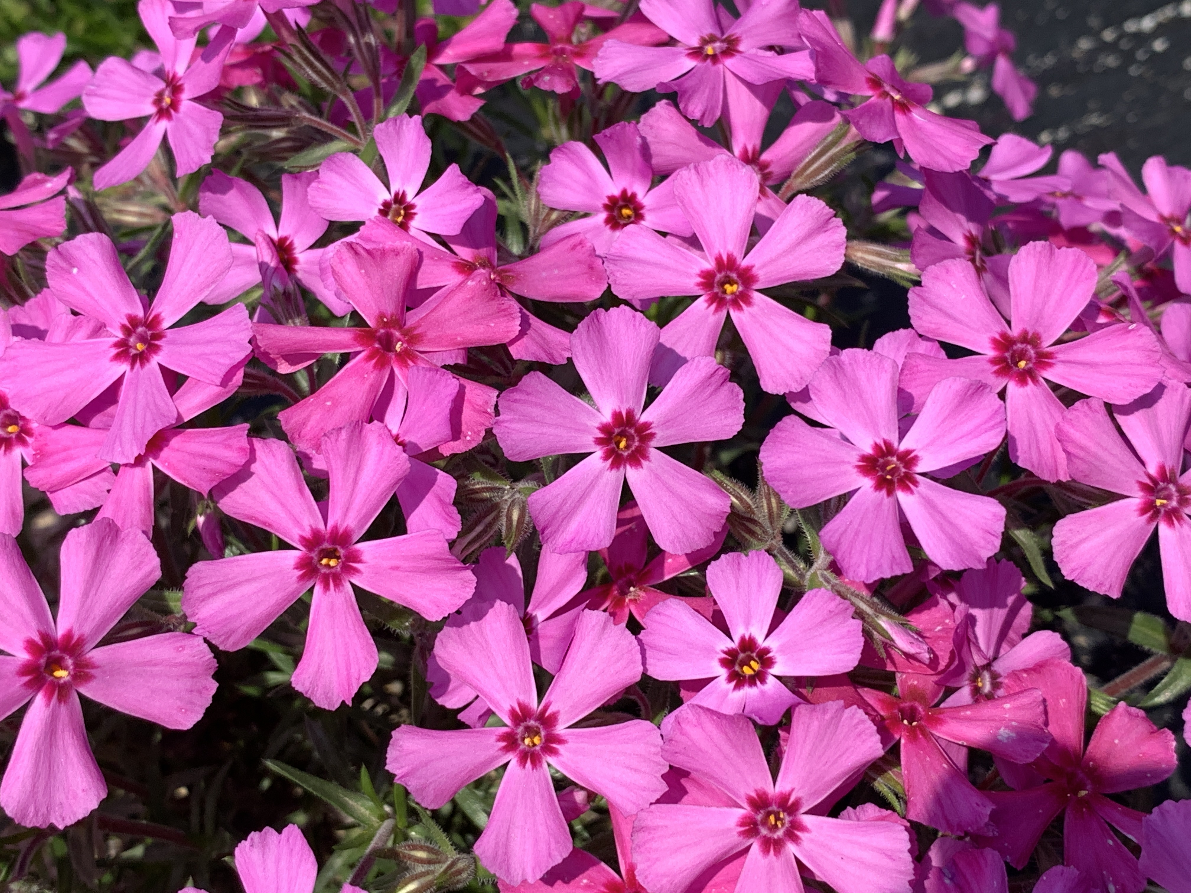 Phlox ‘Daegwang’